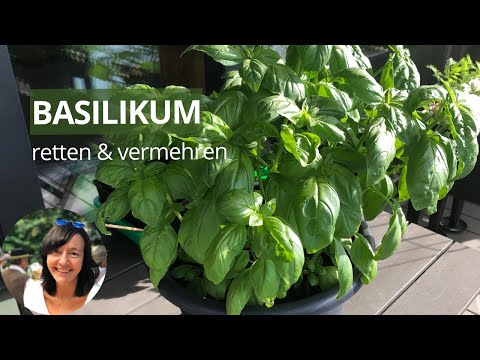 Basilikum durch Stecklinge vermehren - so überlebt Basilikum aus dem Supermarkt - Basilikum teilen