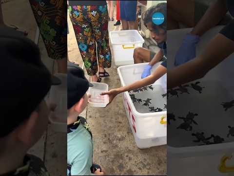 Never Make This Mistake While Buying Turtles #shorts #ytshorts