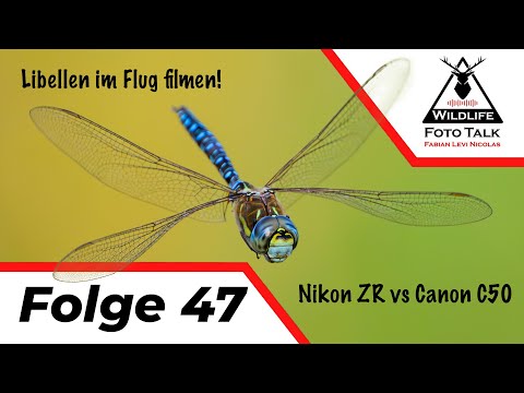Filming dragonflies in flight & new announcements from Nikon & Canon