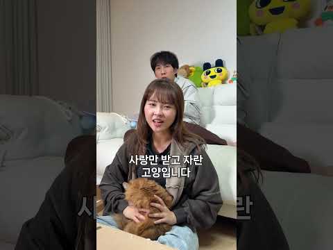 고양이가 학대 당하는지 확인하는 방법