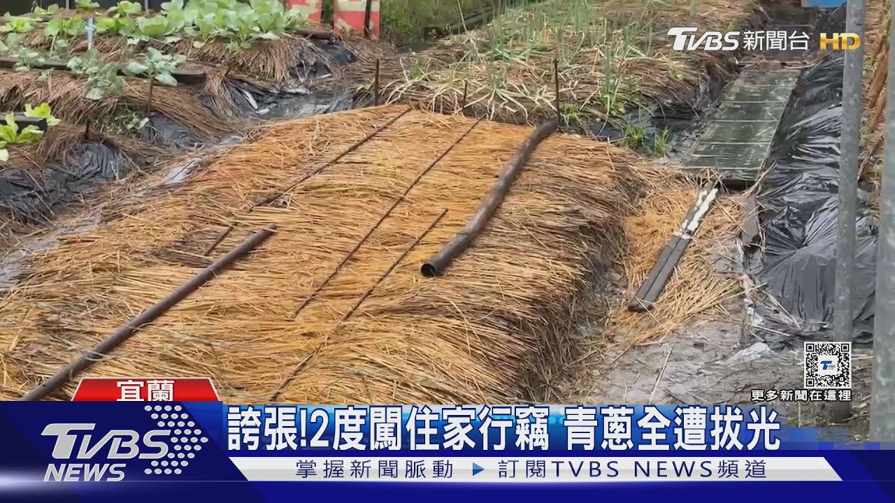 青蔥價格高！2度闖住家行竊　農田青蔥全拔光