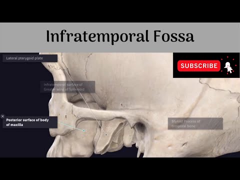 Infratemporal Fossa #Anatomy #mbbs #education #bds #headandneckanatomy #fossa