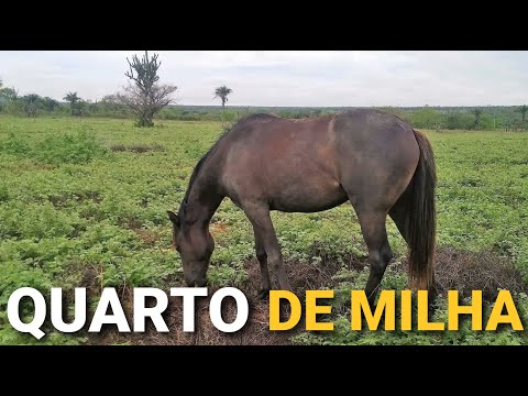, title : 'CAVALO QUARTO DE MILLHA CORRENDO'