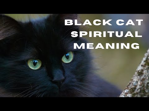 BLACK CAT SPIRITUAL MEANING
