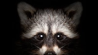 4 Ways To Tell if a Raccoon is RABID!!!