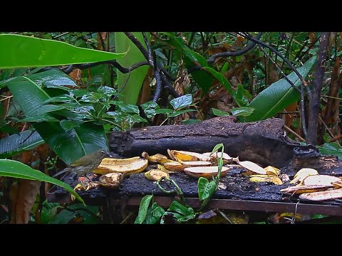 The Streaked Saltator Makes A Rare Visit To The Panama Fruit Feeder – April 13, 2020