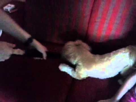 Cachorro brigando com o aspirador de pó