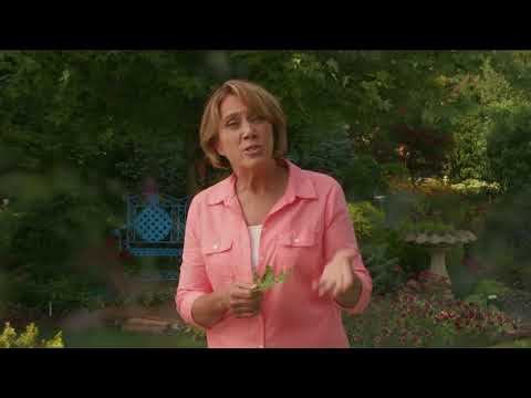 download lagu mp3 mp4 Maple Tree Tar Spot Disease, download lagu Maple Tree Tar Spot Disease gratis, unduh video klip Maple Tree Tar Spot Disease
