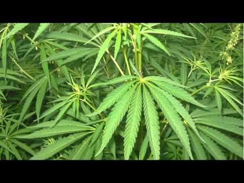 Boszku - Sadzić Palić Zalegalizować