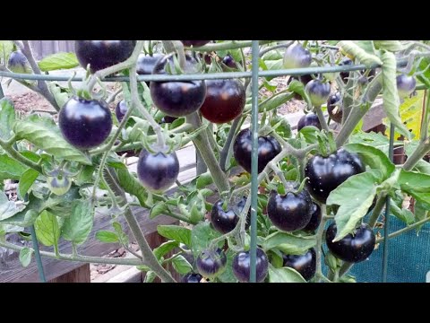 , title : 'Growing tomato in raised beds - Indigo rose tomato variety'