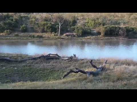 Djuma: Audio only of Vervet Monkeys and then Nyalas alarming-where is that cat? - 16:36 - 07/15/2023