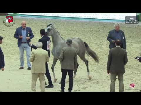 N 65 MANAR AL ZOBAIR   Sharjah International Arabian Horse Festival 2023   Fillies 2 Yrs  Old Sectio