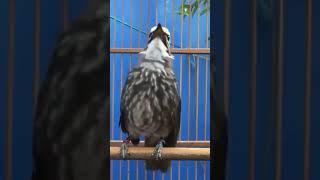 Download lagu Suara burung cucak rowo gacor mp3