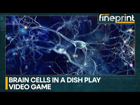 WION Fineprint | Scientists teach neurons to play 'Pong' | Latest News