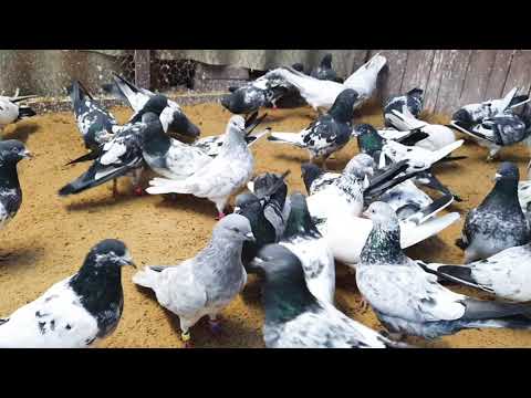 Out Class Pakistani hight flayer Pigeons in Germany 2020 by Nasir Ali