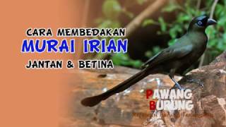 Download lagu CIRI BURUNG MURAI IRIAN JANTAN & BETINA mp3