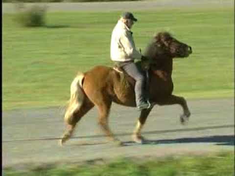 Salina von Aegidienberg - ehemaliges Verkaufspferd - Video vom 18.10.2005