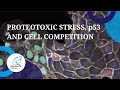 SEMINAR Proteotoxic Stress P53 And Cell Competition Prof Eugenia Piddini