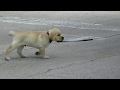 How to Leash Train a Puppy Labrador Puppy Jake ...