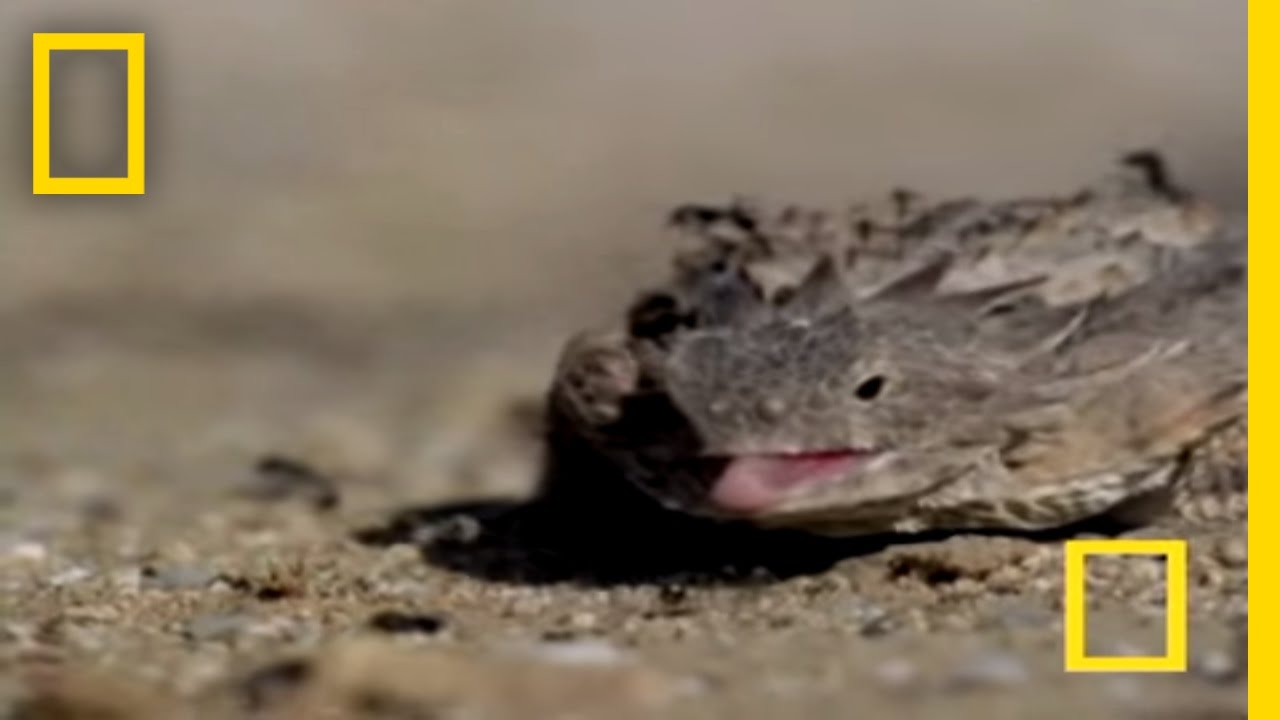 Watch This Lizard Defend Itself By Shooting Blood From Its Eyes