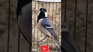 Download lagu gelatik batu gacor dor mp3