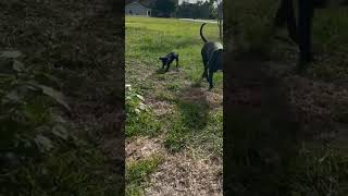 Video preview image #1 Labrador Retriever-Unknown Mix Puppy For Sale in The Woodlands, TX, USA