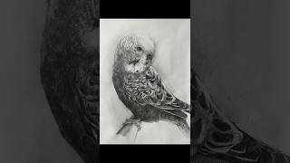 インコの素描 #art #sketch #drawing