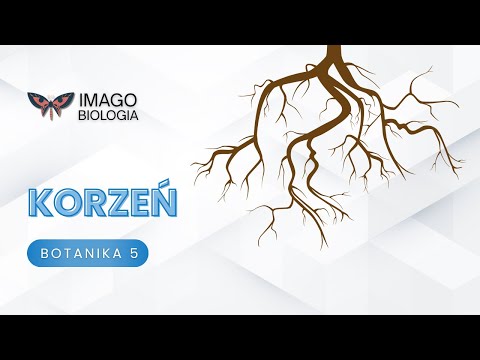 Korzeń
