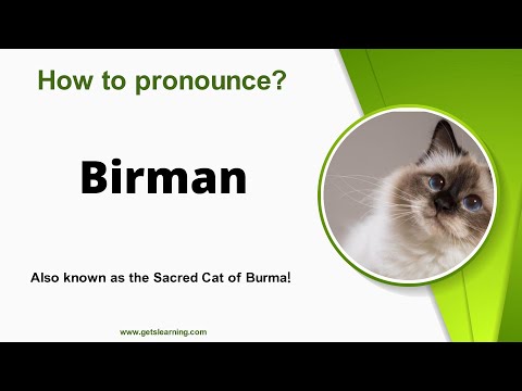 How to pronounce Birman Cat Correctly in English