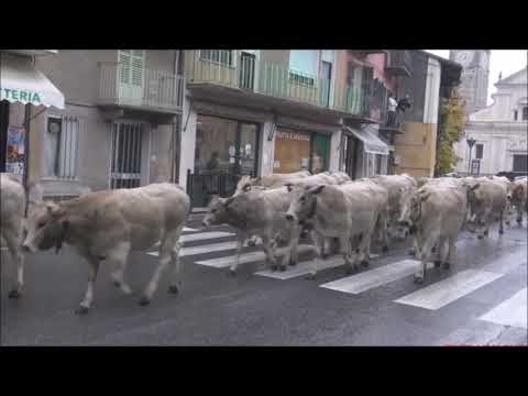 TRANSUMANZA SPETTACOLARE INTERMINABILE IN CENTRO DEL PAESE DI ROBILANTE. (CN) SAB. 30 - 10 - 2021.