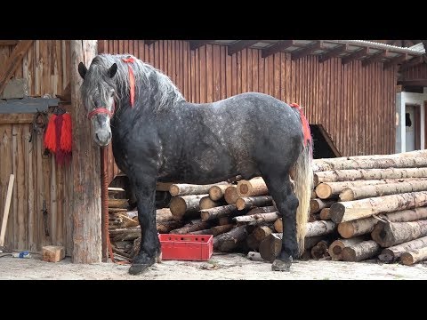 Armasar Sur | Costica Bodale | Marginea,  Bucovina - 2018