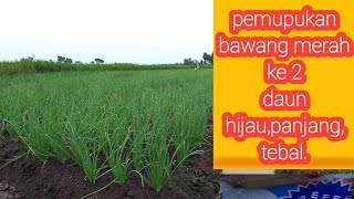 Download lagu BAWANG MERAH PEMUPUKAN KE 2, pemacu pertumbuhan ,umur 21hst. mp3