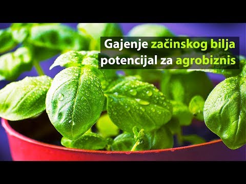 Gajenje začinskog bilja - potencijal za agrobiznis