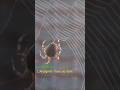 Araignée tissant sa toile || #nature #insects #viral #funnyshorts #planetearth #planète