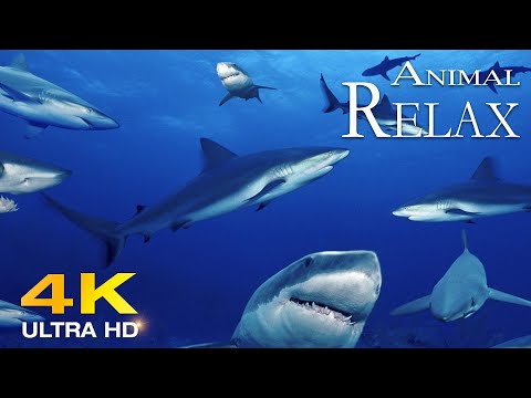4K Shark in the Pacific Ocean 🦈 Relaxing beautiful reef fish   Relaxing sleeping music