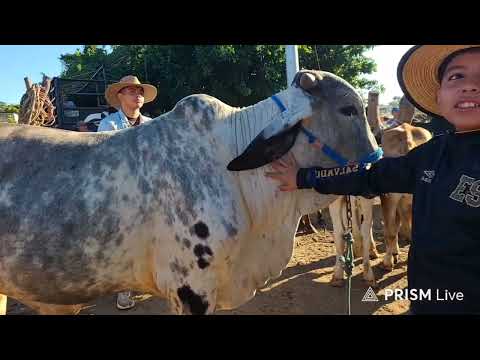 Tiangue San Rafael Cedros Noviembre 22 Del 2025