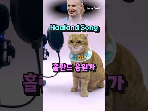 베니의 Haaland Song (Ha Ha Ha) 홀란드 응원가 cover by Benny the Cat #shorts