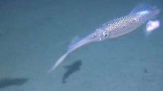 Long-fin squid close-up