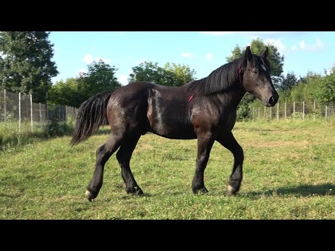 Manzul lui Ion de la Negresti Oas, Satu Mare - 2020 Nou!!!