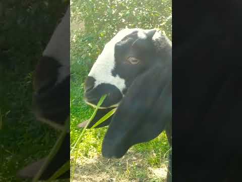 goat funny cute movement #goatfam #goatrance