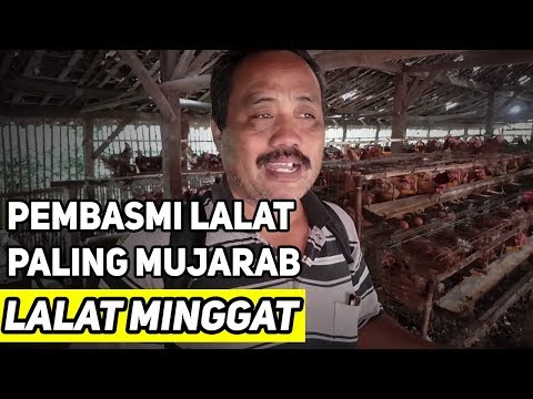 download video viral Cara Ampuh Mengusir Lalat Di Kandang Ayam, download Cara Ampuh Mengusir Lalat Di Kandang Ayam gratis, unduh video Cara Ampuh Mengusir Lalat Di Kandang Ayam