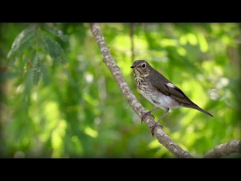 Drozd olivový (Catharus ustulatus) — spev a hlas v prírode