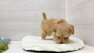 ハーフ犬の動画01