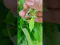 Mealybug सफेद कीड़े का सफ़ाया Hibiscusplantcare Mealybugproblem Ga