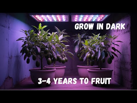 5 Secrets to Successfully Growing DWARF AVOCADOS at Home