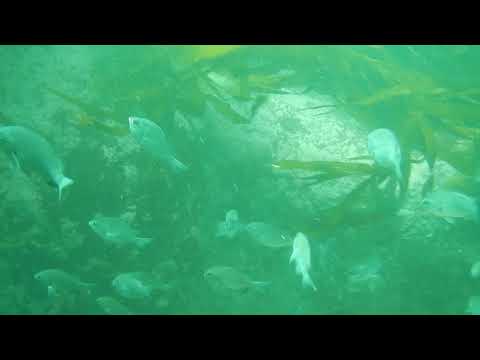 Peces en Punta Coles, Ilo - Moquegua
