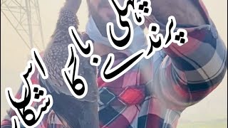 Air gun hunting| First time hunting turtle dove |HHK hunters