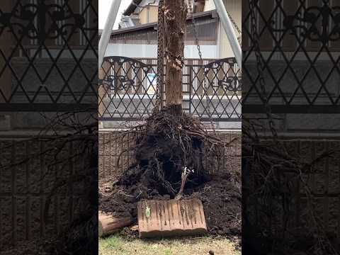 agrandissement-maison-ancienne-extension-moderne-bois