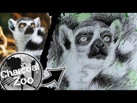 How to Draw a Realistic Ring-Tailed Lemur – Step-by-Step Charcoal Art Tutorial