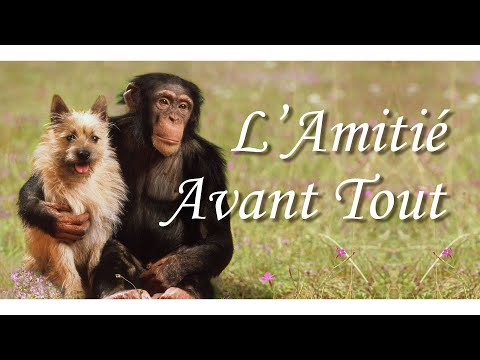 L 'Amitié avant Tout